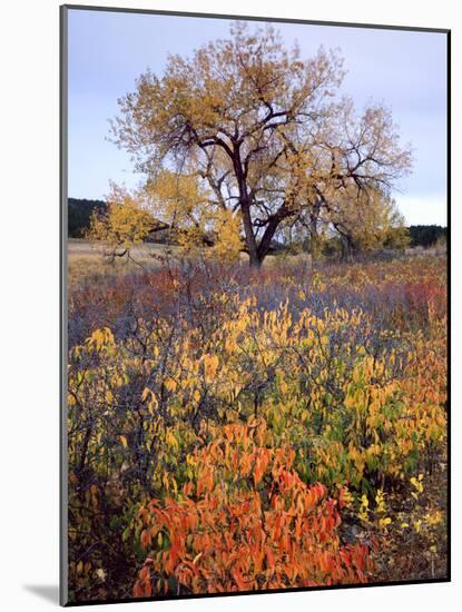 Custer SP, South Dakota. Riparian Vegetation in Autumn. Black Hills-Scott T. Smith-Mounted Photographic Print