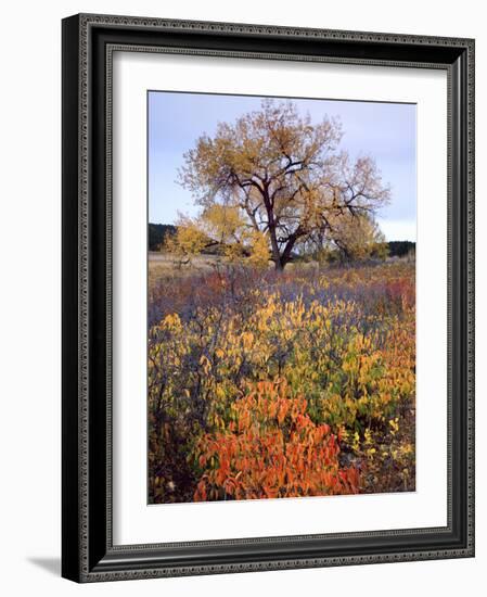 Custer SP, South Dakota. Riparian Vegetation in Autumn. Black Hills-Scott T. Smith-Framed Photographic Print