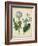 Custom Cottage Florals III (DA)-Sydenham Edwards-Framed Art Print