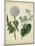 Custom Cottage Florals III (DA)-Sydenham Edwards-Mounted Art Print