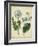 Custom Cottage Florals III (DA)-Sydenham Edwards-Framed Art Print