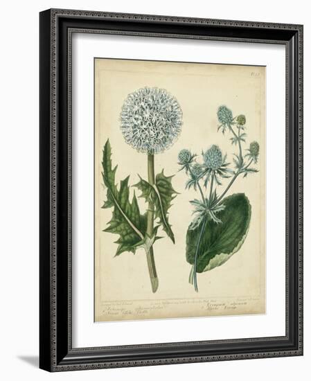 Custom Cottage Florals III (DA)-Sydenham Edwards-Framed Art Print