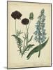 Custom Cottage Florals VI (DA)-Sydenham Edwards-Mounted Art Print