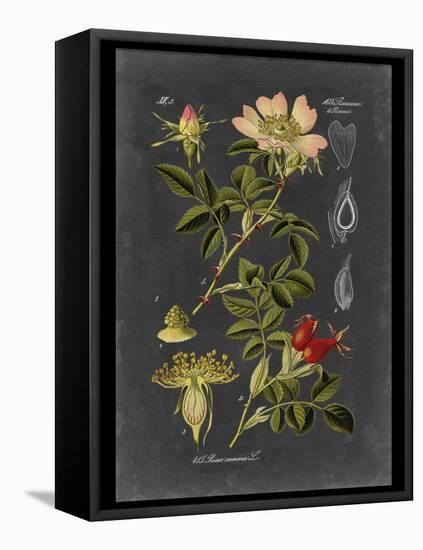 Custom Midnight Botanical I (R)-Vision Studio-Framed Stretched Canvas