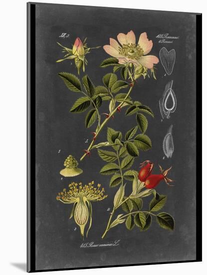 Custom Midnight Botanical I (R)-Vision Studio-Mounted Art Print