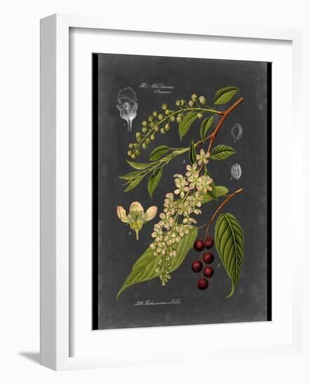 Custom Midnight Botanical II (R)-Vision Studio-Framed Art Print