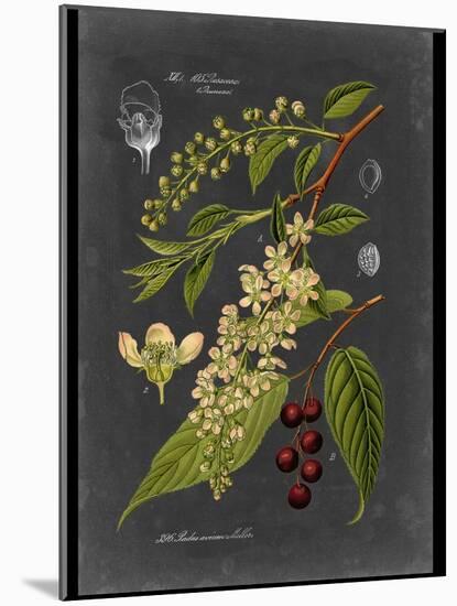 Custom Midnight Botanical II (R)-Vision Studio-Mounted Art Print