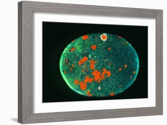 Cut And Polished Piece of Bloodstone-Vaughan Fleming-Framed Photographic Print