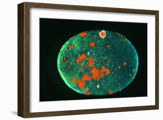 Cut And Polished Piece of Bloodstone-Vaughan Fleming-Framed Photographic Print