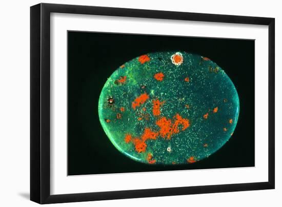 Cut And Polished Piece of Bloodstone-Vaughan Fleming-Framed Photographic Print