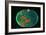 Cut And Polished Piece of Bloodstone-Vaughan Fleming-Framed Photographic Print