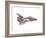 Cut-Away Diagram of the Space Shuttle-null-Framed Photo