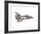 Cut-Away Diagram of the Space Shuttle-null-Framed Photo