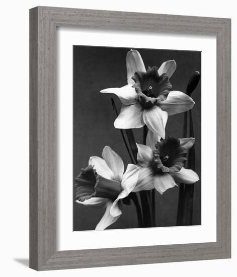 Cut Daffodils-null-Framed Premium Giclee Print