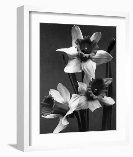 Cut Daffodils-null-Framed Premium Giclee Print