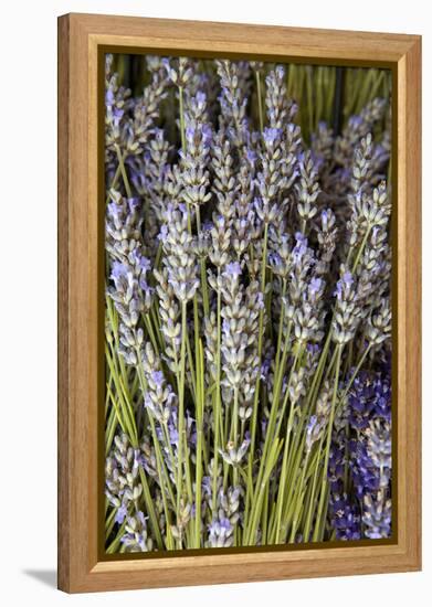 Cut Lavender I-Karyn Millet-Framed Premier Image Canvas