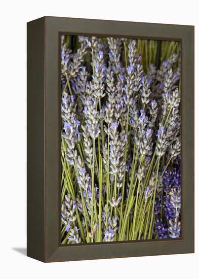 Cut Lavender I-Karyn Millet-Framed Premier Image Canvas