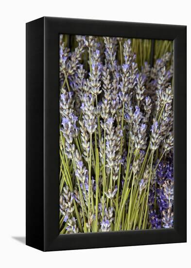 Cut Lavender I-Karyn Millet-Framed Premier Image Canvas