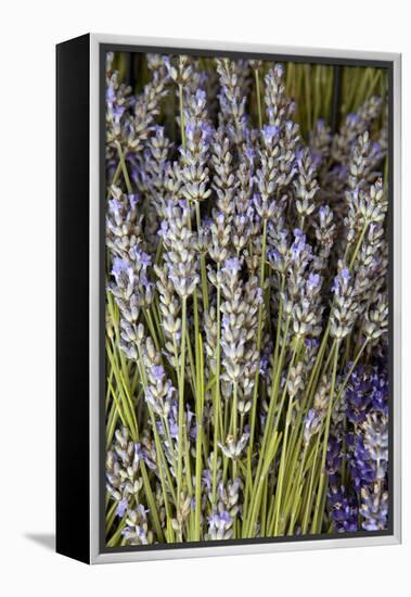 Cut Lavender I-Karyn Millet-Framed Premier Image Canvas