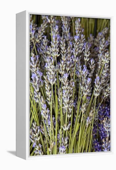 Cut Lavender I-Karyn Millet-Framed Premier Image Canvas