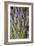 Cut Lavender I-Karyn Millet-Framed Photographic Print