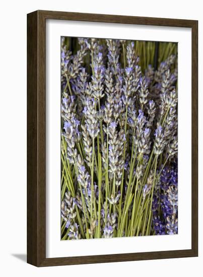 Cut Lavender I-Karyn Millet-Framed Photographic Print