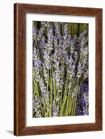 Cut Lavender I-Karyn Millet-Framed Photographic Print