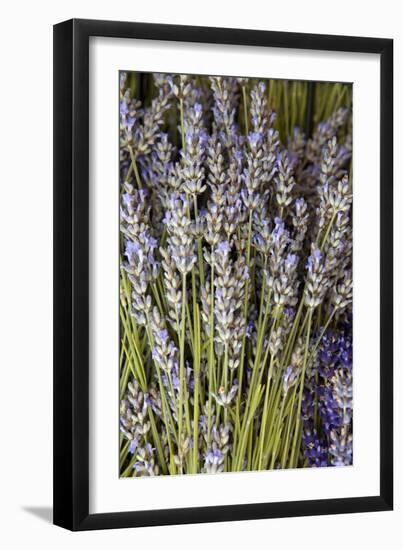 Cut Lavender I-Karyn Millet-Framed Photographic Print