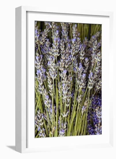 Cut Lavender I-Karyn Millet-Framed Photographic Print