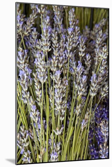 Cut Lavender I-Karyn Millet-Mounted Photographic Print