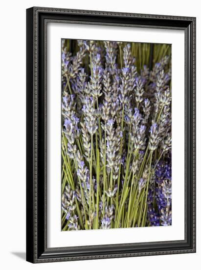 Cut Lavender I-Karyn Millet-Framed Photographic Print