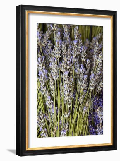 Cut Lavender I-Karyn Millet-Framed Photographic Print