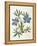 Cut-Leaved Violet or Bird'S-Foot Violet or Crowfoot Violet-William Curtis-Framed Premier Image Canvas