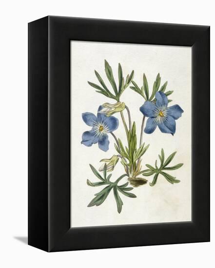 Cut-Leaved Violet or Bird'S-Foot Violet or Crowfoot Violet-William Curtis-Framed Premier Image Canvas