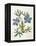 Cut-Leaved Violet or Bird'S-Foot Violet or Crowfoot Violet-William Curtis-Framed Premier Image Canvas