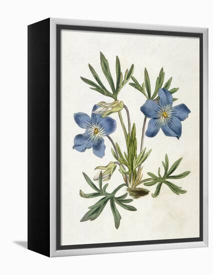 Cut-Leaved Violet or Bird'S-Foot Violet or Crowfoot Violet-William Curtis-Framed Premier Image Canvas