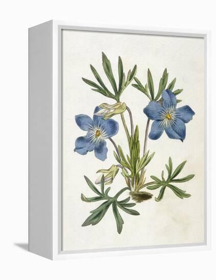 Cut-Leaved Violet or Bird'S-Foot Violet or Crowfoot Violet-William Curtis-Framed Premier Image Canvas