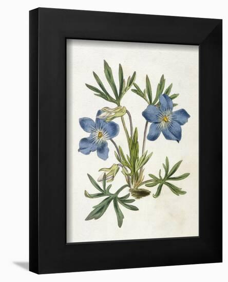 Cut-Leaved Violet or Bird'S-Foot Violet or Crowfoot Violet-William Curtis-Framed Photographic Print