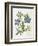 Cut-Leaved Violet or Bird'S-Foot Violet or Crowfoot Violet-William Curtis-Framed Photographic Print