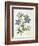 Cut-Leaved Violet or Bird'S-Foot Violet or Crowfoot Violet-William Curtis-Framed Photographic Print