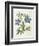 Cut-Leaved Violet or Bird'S-Foot Violet or Crowfoot Violet-William Curtis-Framed Photographic Print