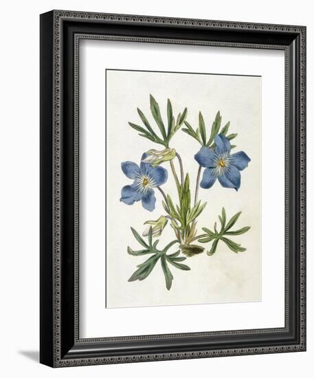 Cut-Leaved Violet or Bird'S-Foot Violet or Crowfoot Violet-William Curtis-Framed Photographic Print