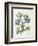 Cut-Leaved Violet or Bird'S-Foot Violet or Crowfoot Violet-William Curtis-Framed Photographic Print