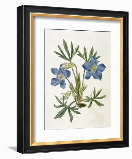 Cut-Leaved Violet or Bird'S-Foot Violet or Crowfoot Violet-William Curtis-Framed Photographic Print