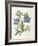 Cut-Leaved Violet or Bird'S-Foot Violet or Crowfoot Violet-William Curtis-Framed Photographic Print