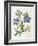 Cut-Leaved Violet or Bird'S-Foot Violet or Crowfoot Violet-William Curtis-Framed Photographic Print