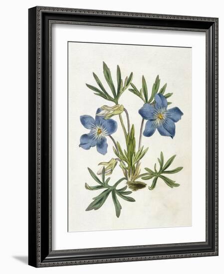 Cut-Leaved Violet or Bird'S-Foot Violet or Crowfoot Violet-William Curtis-Framed Photographic Print