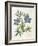 Cut-Leaved Violet or Bird'S-Foot Violet or Crowfoot Violet-William Curtis-Framed Photographic Print