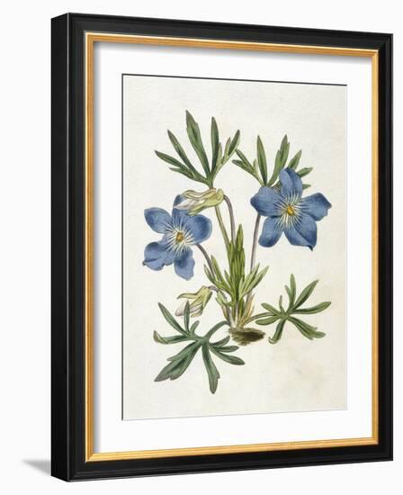 Cut-Leaved Violet or Bird'S-Foot Violet or Crowfoot Violet-William Curtis-Framed Photographic Print