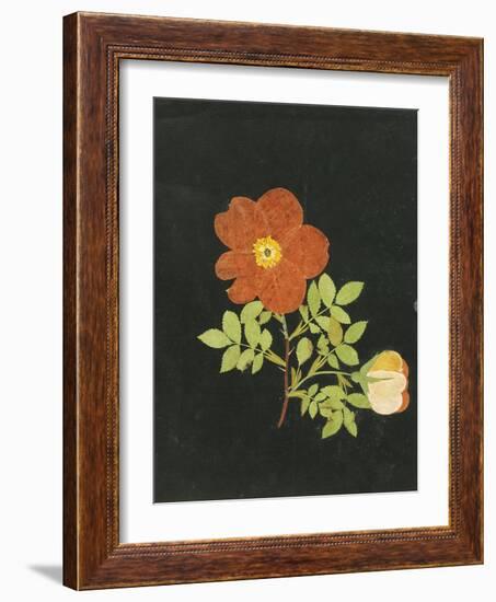 Cut Out Watercolour of a Flower, circa 1783-Margaret Nash-Framed Giclee Print